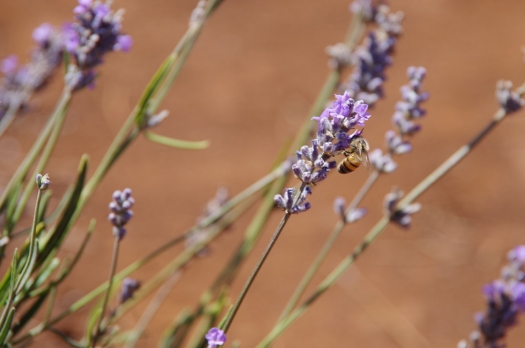 bridestowe_lavender_bee.jpg